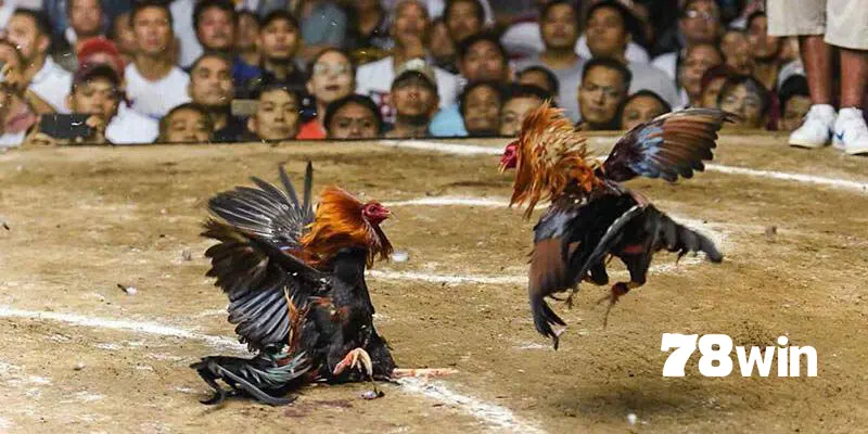 Các Cách Đá Gà Mạng Luôn Thắng - Bí Mật Từ Cao Thủ Lâu Năm 6 Đánh giá thành tích giúp bạn hiểu rõ chúng có khả năng thắng hay không